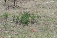 Erythrina acanthocarpa