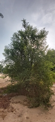 Ziziphus spina-christi