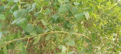 Ziziphus spina-christi
