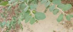 Ziziphus spina-christi