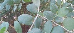 Ziziphus spina-christi