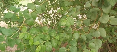 Ziziphus spina-christi