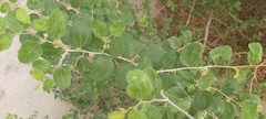 Ziziphus spina-christi