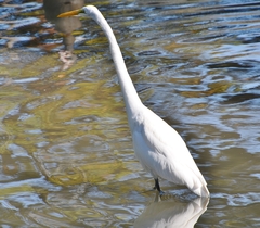 Ardea alba