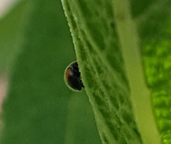 Diomus notescens