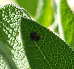 Diomus notescens
