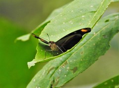 Catonephele chromis chromis