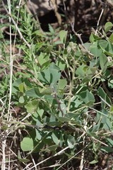 Erythrina acanthocarpa