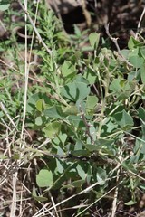 Erythrina acanthocarpa