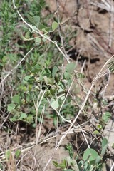 Erythrina acanthocarpa