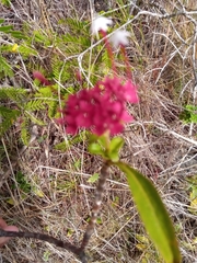 Carphalea