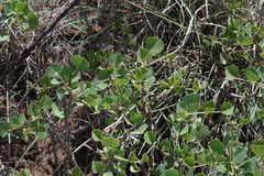 Erythrina acanthocarpa