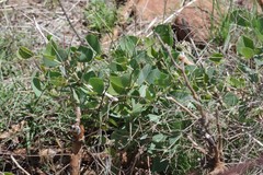 Erythrina acanthocarpa
