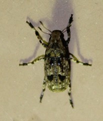 Euparius marmoreus