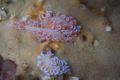 Phyllodesmium horridum