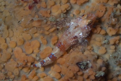 Cape triplefin (Cremnochorites capensis) — Tripterygiidae