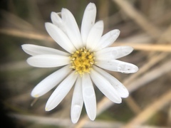 Celmisia laricifolia