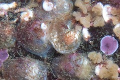 Crepipatella capensis