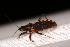 Homalocoris erythrogaster