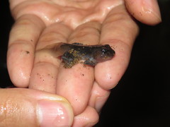 Hasselt's Litter Frog photo 5