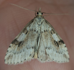 Udea washingtonalis