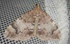 Dysstroma sobria
