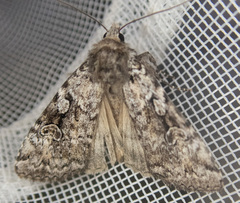 Anaplectoides pressus