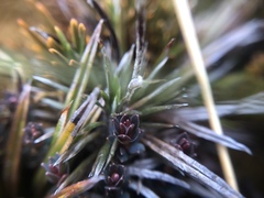 Celmisia laricifolia