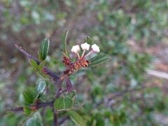 Ceanothus fendleri