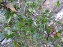 Ceanothus fendleri