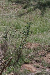 Erythrina acanthocarpa