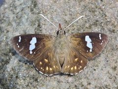 Celaenorrhinus putra