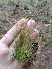 Agrostis canina