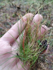 Agrostis canina