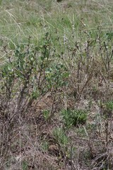 Erythrina acanthocarpa