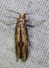 Ancylostomia stercorea