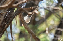 Acanthiza uropygialis