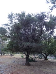 Quercus mexicana