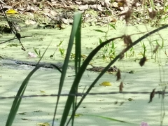 Caiman crocodilus chiapasius