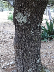 Quercus mexicana