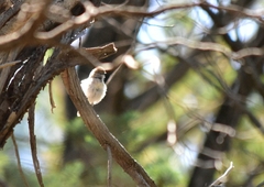 Acanthiza uropygialis