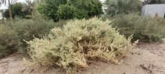 Caroxylon imbricatum