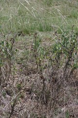 Erythrina acanthocarpa