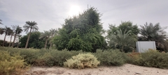 Caroxylon imbricatum