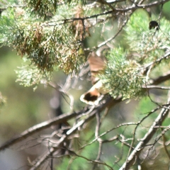 Acanthiza uropygialis