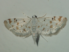 Parapoynx stagnalis