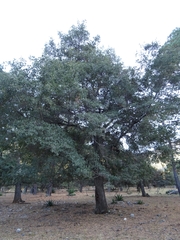 Quercus mexicana