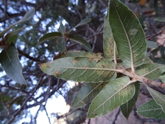 Quercus mexicana