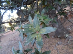 Quercus mexicana