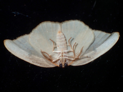 Callidrepana gelidata